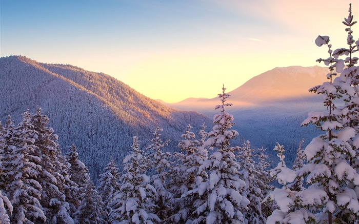 겨울, 산, 눈, 나무, 일몰 배경 화면 그림