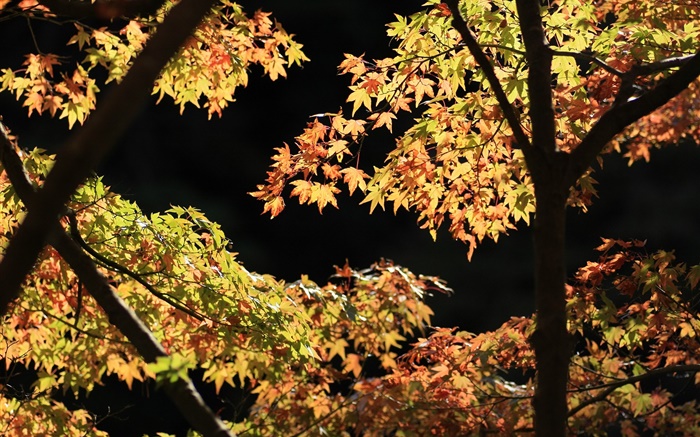 노란색과 녹색 잎, 단풍 나무, 햇살, 가을 배경 화면 그림