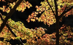 노란색과 녹색 잎, 단풍 나무, 햇살, 가을 HD 배경 화면
