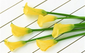 노란색 칼라 꽃