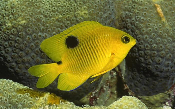 노란색 광대 물고기 배경 화면 그림