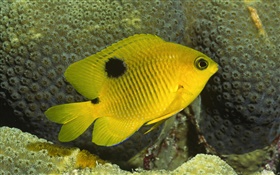 노란색 광대 물고기 HD 배경 화면