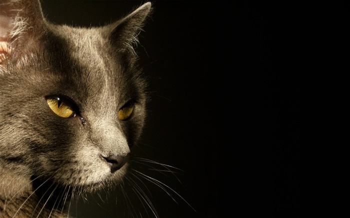 노란 눈 고양이 얼굴, 검은 배경 배경 화면 그림