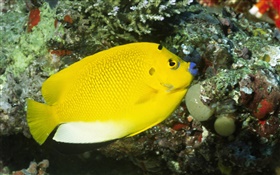 노란 물고기