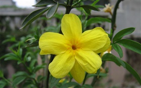 노란색 꽃 근접, 잎