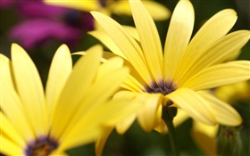 노란색 꽃 매크로 사진 꽃잎 HD 배경 화면
