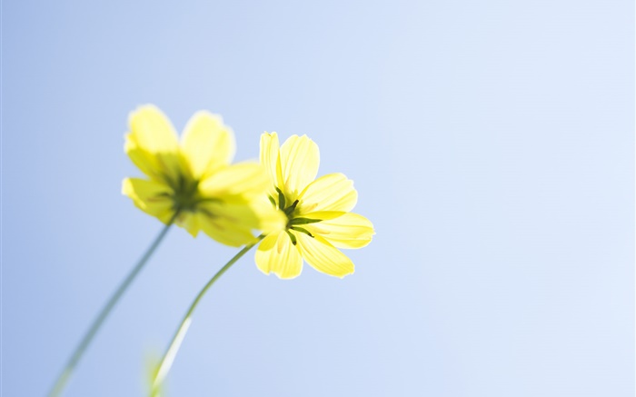 노란 꽃, 푸른 하늘 배경 화면 그림