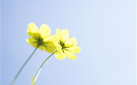 노란 꽃, 푸른 하늘 HD 배경 화면