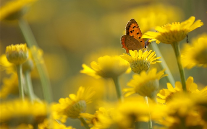 노란색 꽃, 나비, 흐림 배경 배경 화면 그림