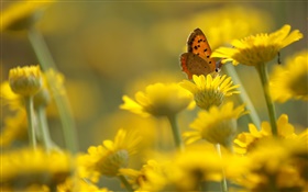 노란색 꽃, 나비, 흐림 배경