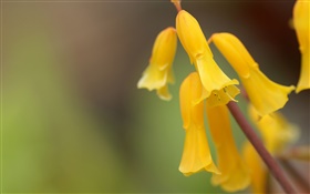 노란색 꽃 근접, 나뭇잎 HD 배경 화면