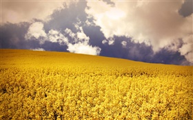 노란색 꽃 필드, 구름 HD 배경 화면
