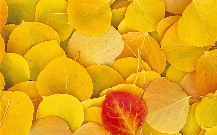 노란 잎 근접 촬영, 하나의 빨간색 잎 배경 화면 그림