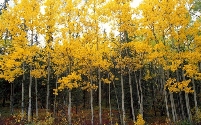 노란 잎, 나무, 숲, 가을 배경 화면 그림