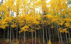 노란 잎, 나무, 숲, 가을 HD 배경 화면