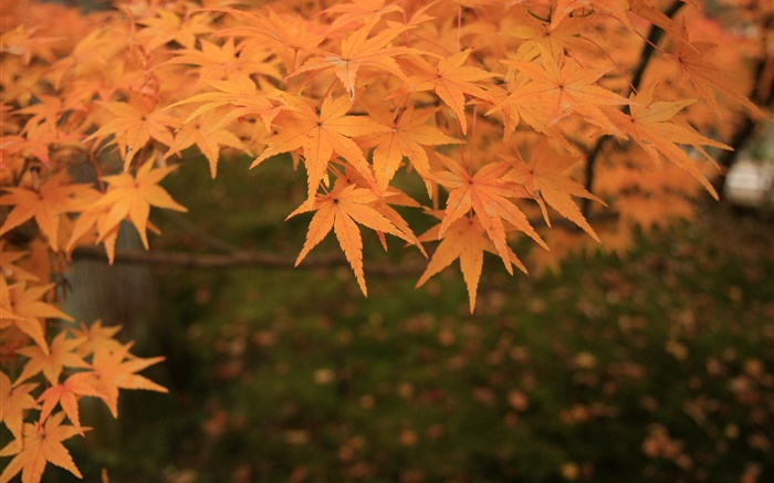 노란색 단풍 나무 잎, 나뭇 가지, 가을 배경 화면 그림