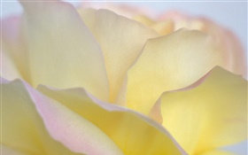 노란색 장미 꽃잎 확대 HD 배경 화면