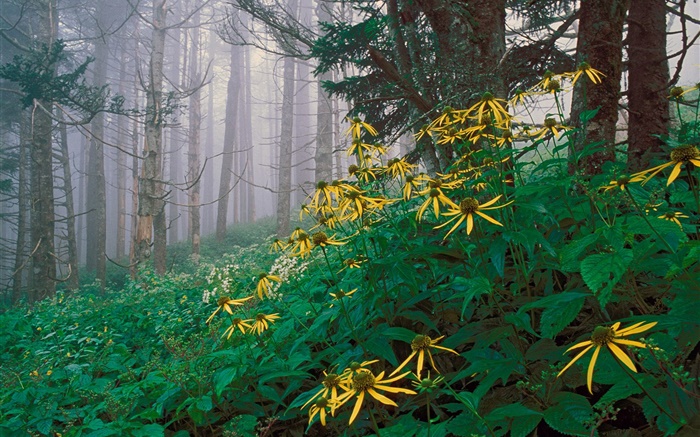 숲에서 노란 야생화 배경 화면 그림