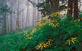 숲에서 노란 야생화
