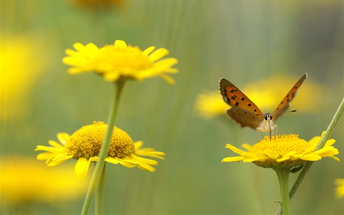 노란색 야생화, 곤충, 나비 배경 화면 그림