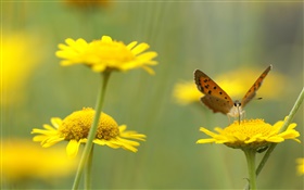 노란색 야생화, 곤충, 나비 HD 배경 화면