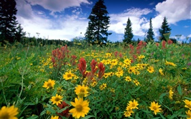 노란색 야생화, 자연, 구름 HD 배경 화면