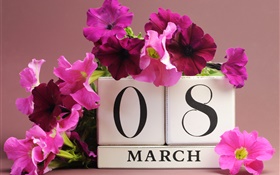 3월 8일, 여성의 날, 핑크 피튜니아 꽃, 날짜 HD 배경 화면