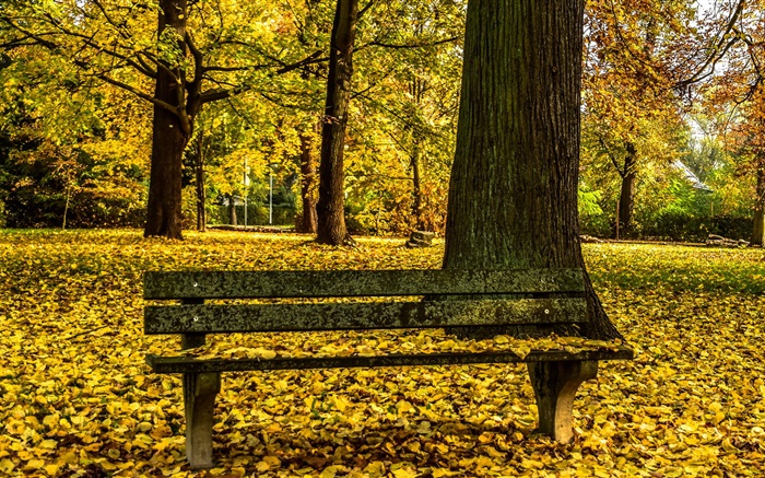가을, 공원, 벤치, 나무, 노란 잎 접지 배경 화면 그림