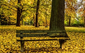 가을, 공원, 벤치, 나무, 노란 잎 접지