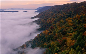 아름다운 자연 풍경, 산, 나무, 가을, 안개, 새벽