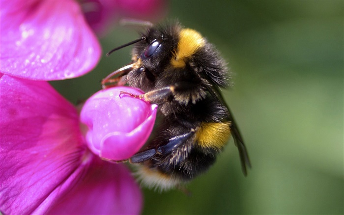꿀벌 근접 촬영, 곤충, 핑크 꽃 배경 화면 그림