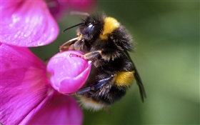 꿀벌 근접 촬영, 곤충, 핑크 꽃 HD 배경 화면