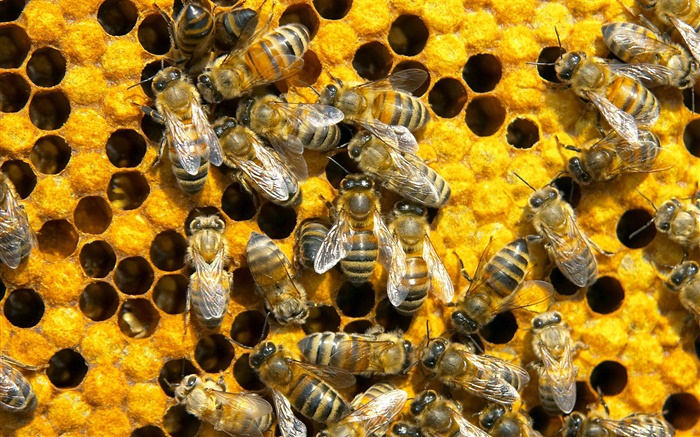 꿀벌, 벌집 배경 화면 그림