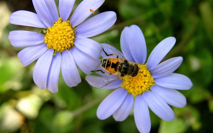 블루 데이지 꽃, 꿀벌 배경 화면 그림