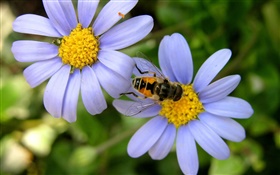 블루 데이지 꽃, 꿀벌 HD 배경 화면