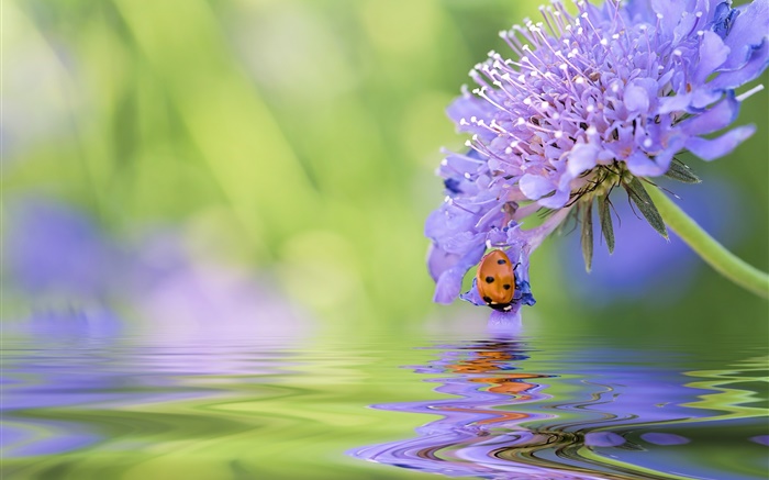 푸른 꽃, 무당 벌레, 물, 반사 배경 화면 그림
