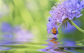 푸른 꽃, 무당 벌레, 물, 반사 HD 배경 화면