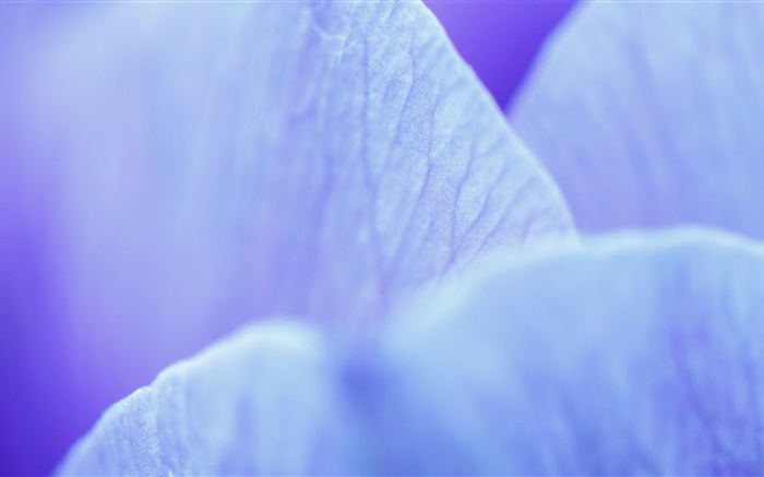 블루 꽃 매크로 사진 꽃잎 배경 화면 그림