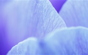 블루 꽃 매크로 사진 꽃잎 HD 배경 화면