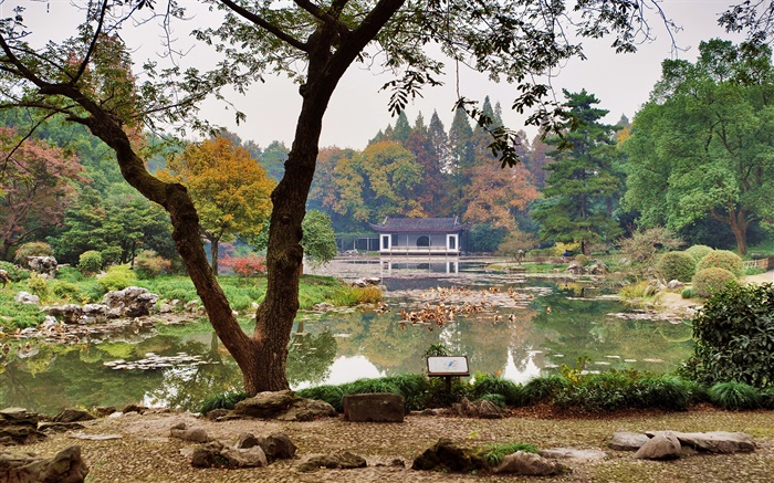 중국, 항주 식물원, 연못, 잔디, 관목, 나무 배경 화면 그림