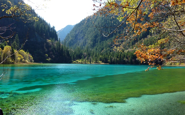 중국, 구채구 국립 공원, 호수, 산, 나무 배경 화면 그림