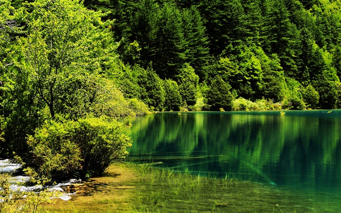 중국, 구채구 국립 공원, 호수, 나무, 녹색 배경 화면 그림