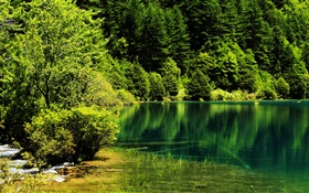중국, 구채구 국립 공원, 호수, 나무, 녹색 HD 배경 화면