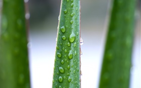 알로에 잎, 물 방울의 근접 촬영