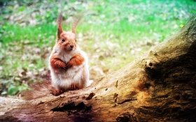 귀여운 동물, 다람쥐 근접 촬영, 나뭇잎 HD 배경 화면