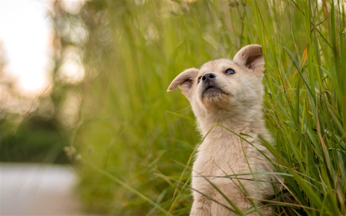 귀여운 강아지, 잔디 배경 화면 그림