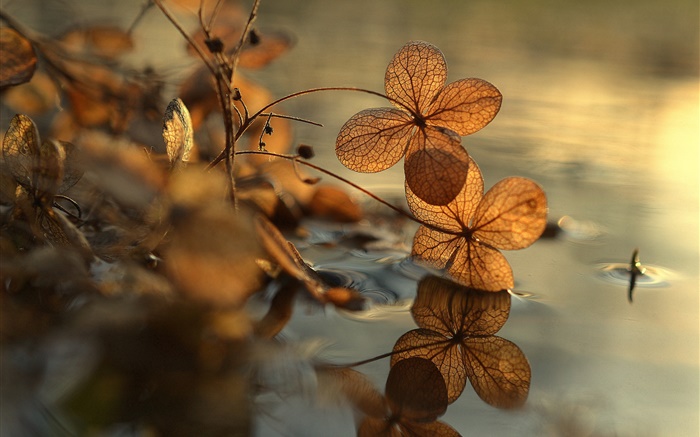 마른 잎, 웅덩이, 물 반사, 나뭇잎 배경 화면 그림