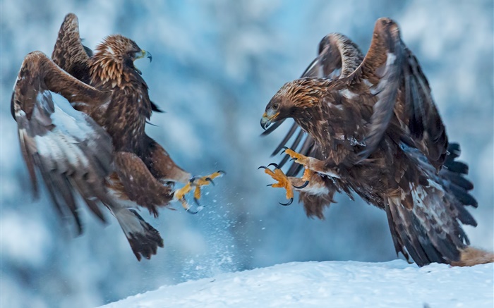 독수리, 두 마리, 눈, 겨울 배경 화면 그림