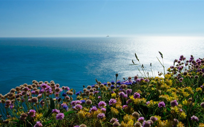 잉글랜드 아일랜드어, 바다, 퍼핀 꽃 배경 화면 그림