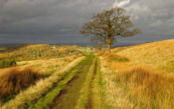영국의 자연 풍경, 잔디, 도로, 나무, 구름, 가을 배경 화면 그림